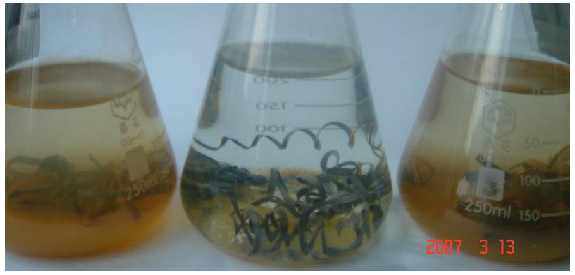 A3钢在水中的锈蚀情况